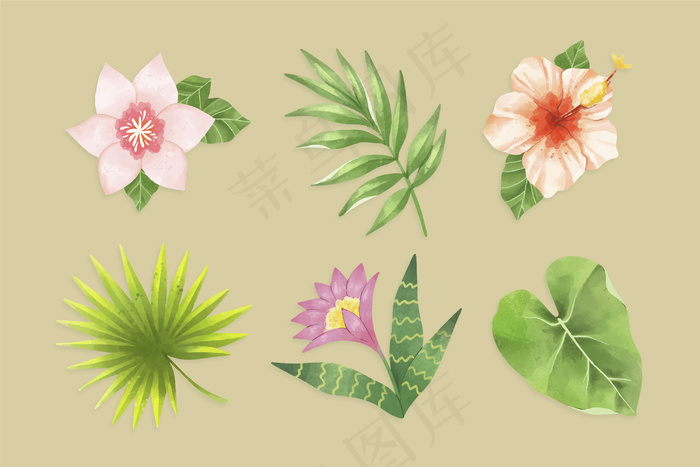 孤立在背景上的热带叶子