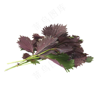 紫苏蔬菜