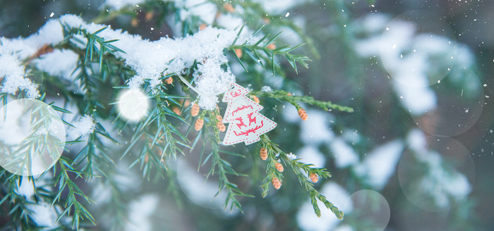 冬季雪花 植物文艺(1920*900px 	       )psd模版下载