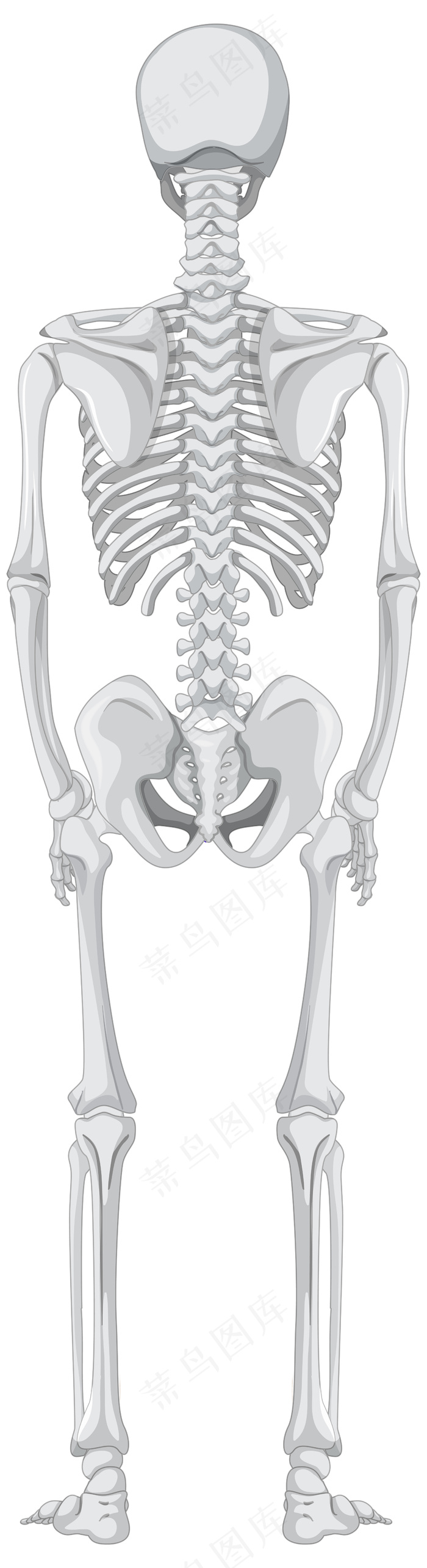 孤立在白色背景上的骨架的后视图eps,ai矢量模版下载