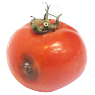 垃圾分类腐烂番茄