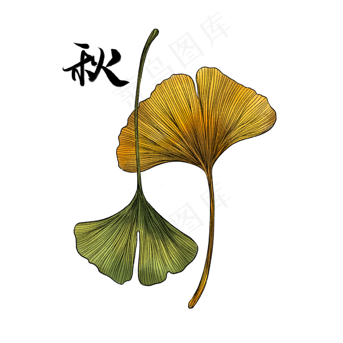 节气立秋银杏(2000X2000(DPI:300))psd模版下载