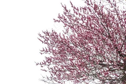 寒冷的冬天里怒放的梅花