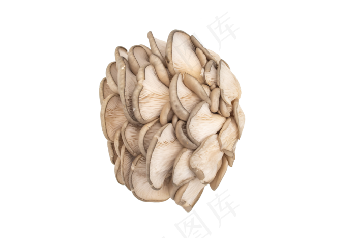 蘑菇菌类蔬菜(6000*4000px 300 dpi )