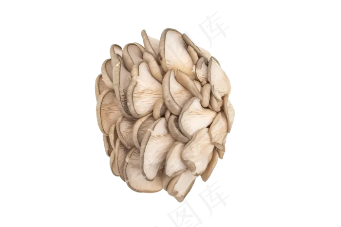 蘑菇菌类蔬菜(6000*4000px 300 dpi )