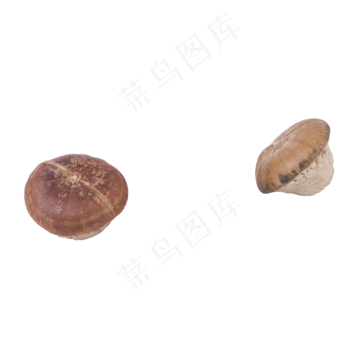 两个蘑菇（png免抠）(2000X2000(DPI:72))psd模版下载