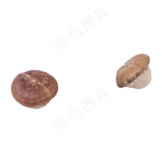 两个蘑菇(png免抠) 两个蘑菇(png免抠)