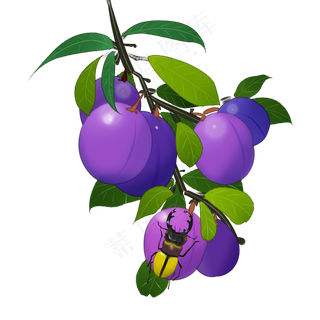 中国风果实紫色李子甲虫装饰PN