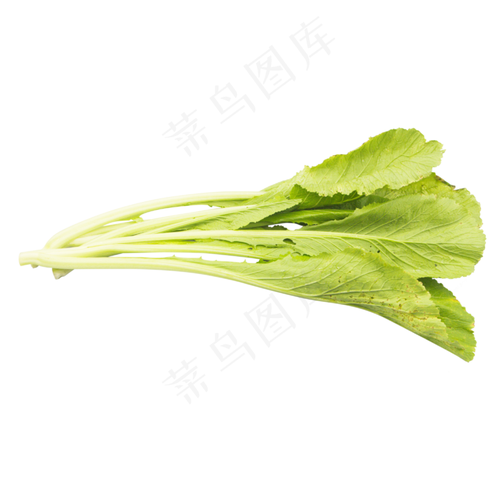绿色蔬菜白菜(2480X2303(DPI:300))
