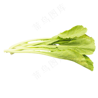 绿色蔬菜白菜