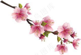 樱花开花植物免扣png 