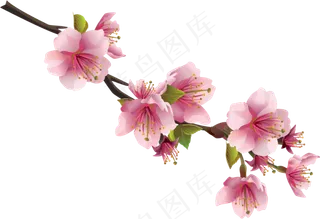 樱花开花植物免扣png 