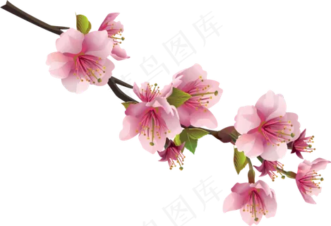 樱花开花植物免扣png  樱花开花植物免扣png