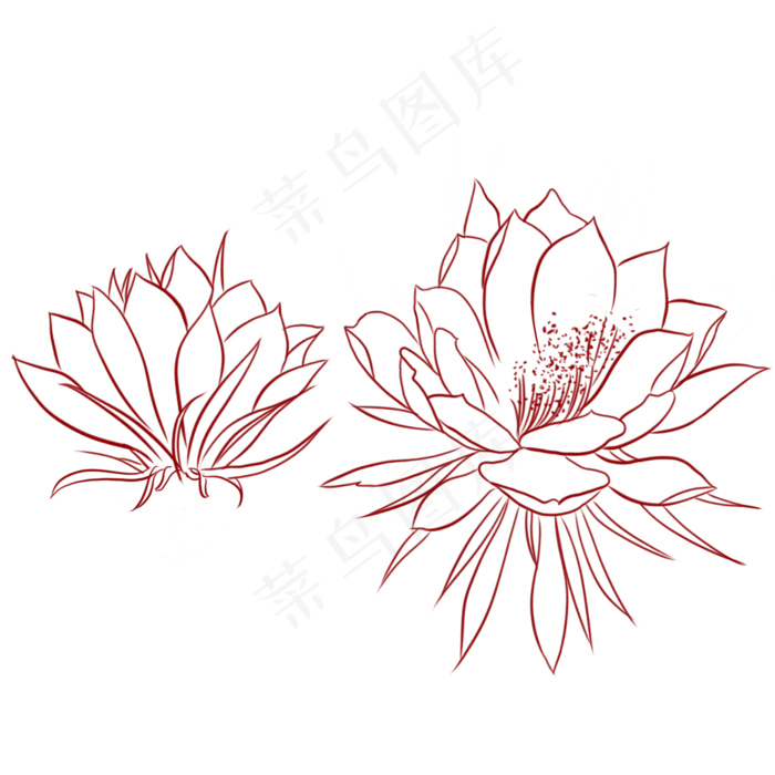 线描昙花(2000X2000(DPI:300))psd模版下载