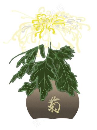 重阳节菊花盆栽png下载