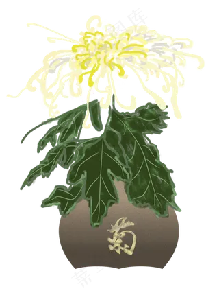 重阳节菊花盆栽png下载