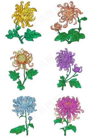 重阳九月九菊花合集