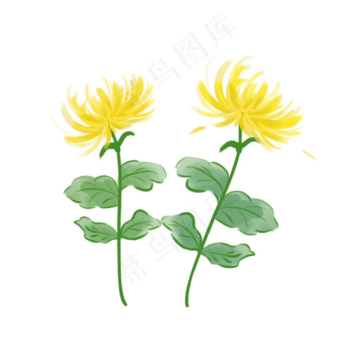 重阳节菊花元素