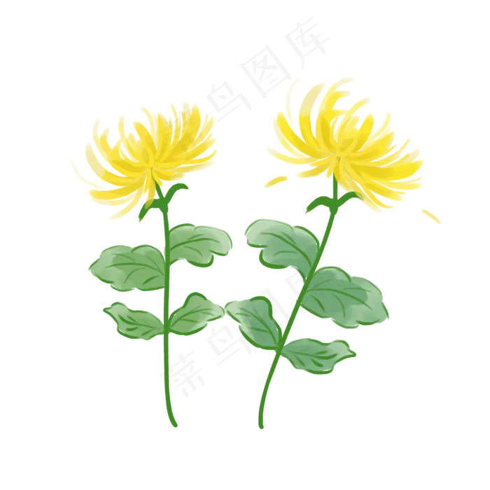 重阳节菊花元素(2000X2000(DPI:300))psd模版下载