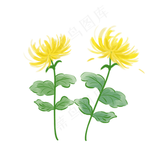 重阳节菊花元素