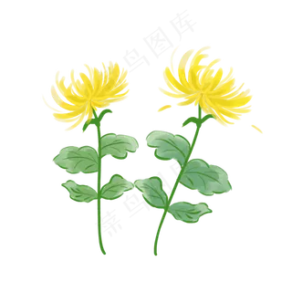 重阳节菊花元素