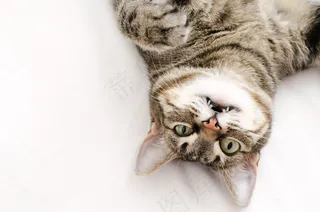 那只猫倒卧在白色的背景上