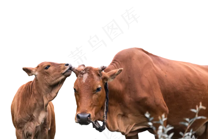 黄牛牛年(2000X2000(DPI:300))