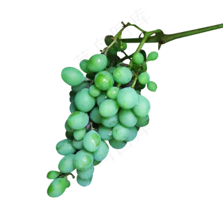 葡萄藤上的绿色葡萄