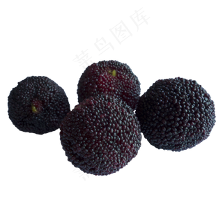 夏季新鲜水果杨梅