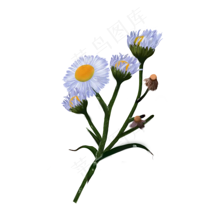寒露卡通手绘风雏菊(2001X2001(DPI:300))psd模版下载