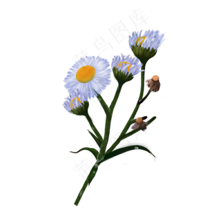 寒露卡通手绘风雏菊