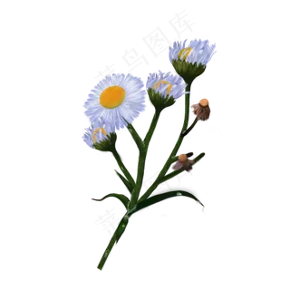 寒露卡通手绘风雏菊 寒露卡通手绘风雏菊