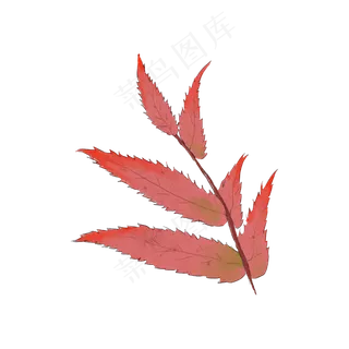红叶秋天落叶书签标本手绘可商用