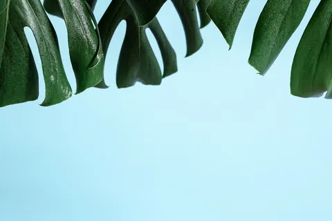 与热带植物龟背竹天然叶的彩色背景。 与热带植物龟背竹天然叶的彩色背景。