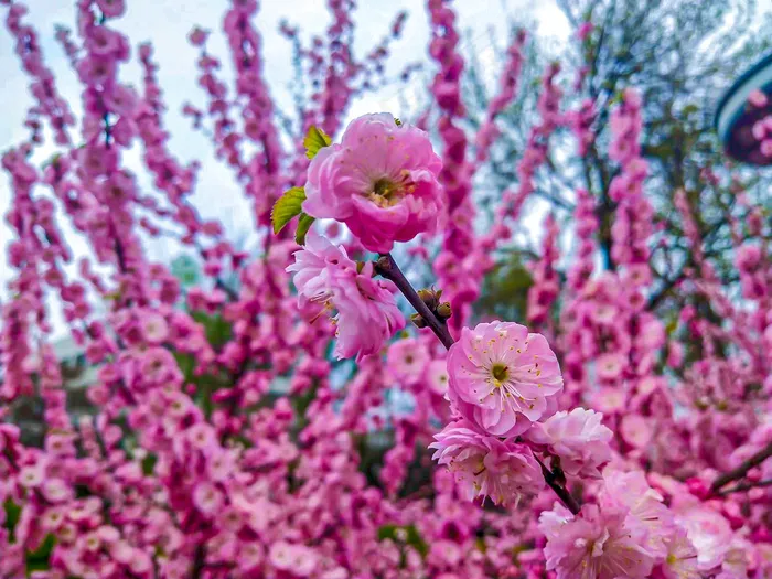 梅花景观照