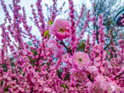 梅花景观照 梅花景观照