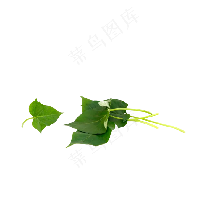 蔬菜番薯叶(2000*2000px 300 dpi )