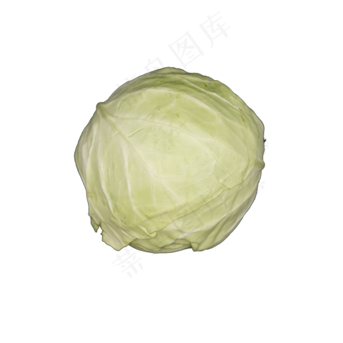 圆白菜实物