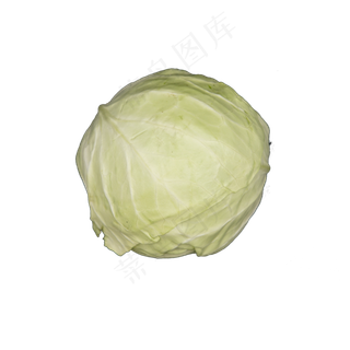 圆白菜实物