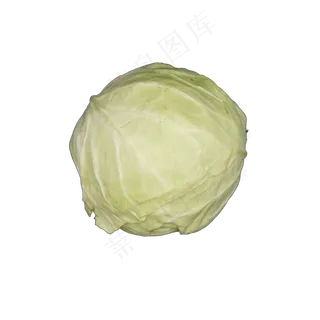 圆白菜实物