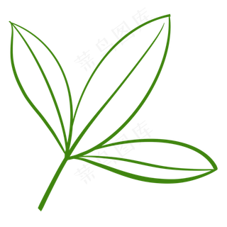 叶子纹路椰子树叶子