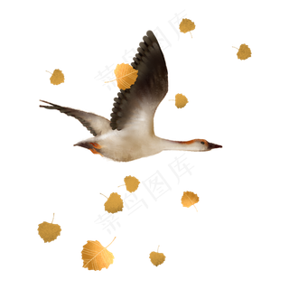 大雁南飞秋天动物