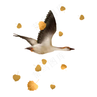 大雁南飞秋天动物 大雁南飞秋天动物