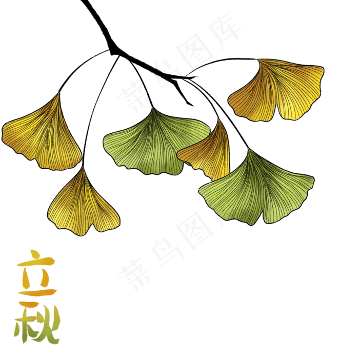 节气立秋银杏(2000X2000(DPI:300))psd模版下载