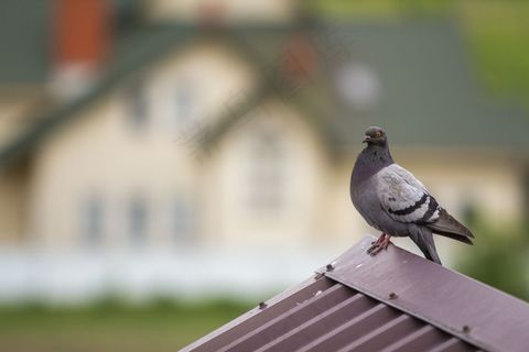 这是一只美丽的大灰白长大的鸽子的特写，它有橙色的眼睛和浓密的羽毛，栖息在棕色金属瓦屋顶上，背景是模糊明亮的彩色两层房子。