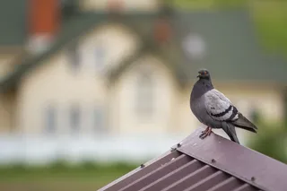 这是一只美丽的大灰白长大的鸽子的特写，它有橙色的眼睛和浓密的羽毛，栖息在棕色金属瓦屋顶上，背景是模糊明亮的彩色两层房子。