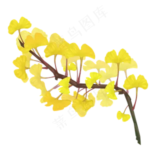 银杏叶树叶枝叶