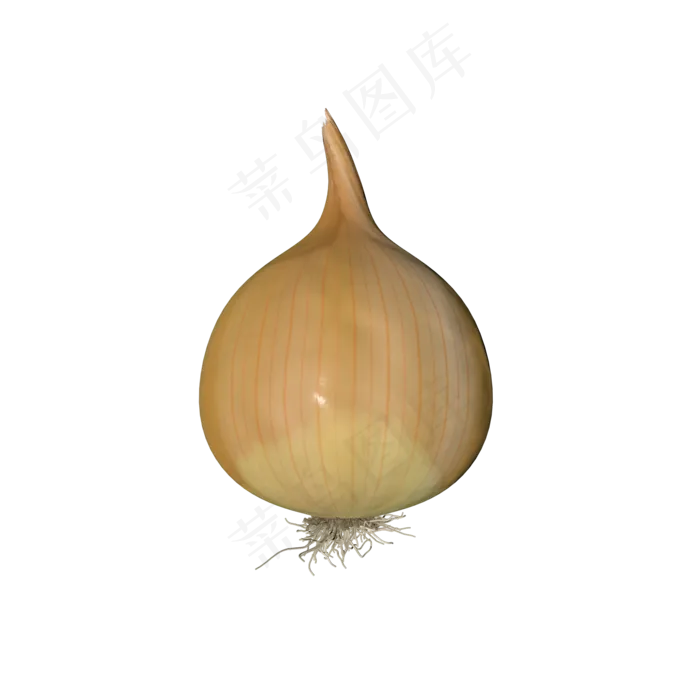 白色洋葱(2000*2000px 300 dpi )