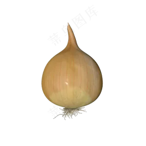 白色洋葱