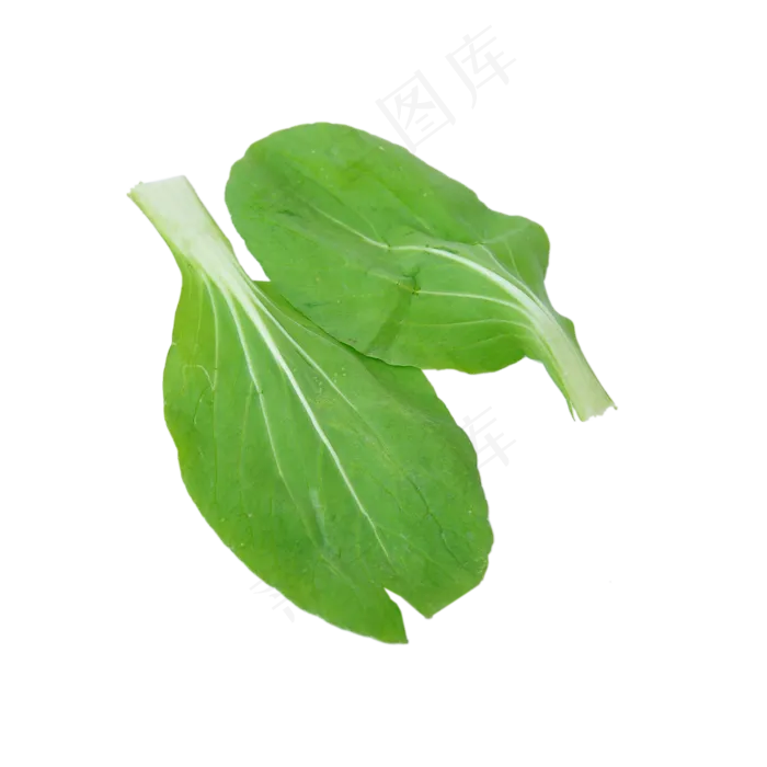 两片小油菜的茎叶(2000X2000(DPI:300))